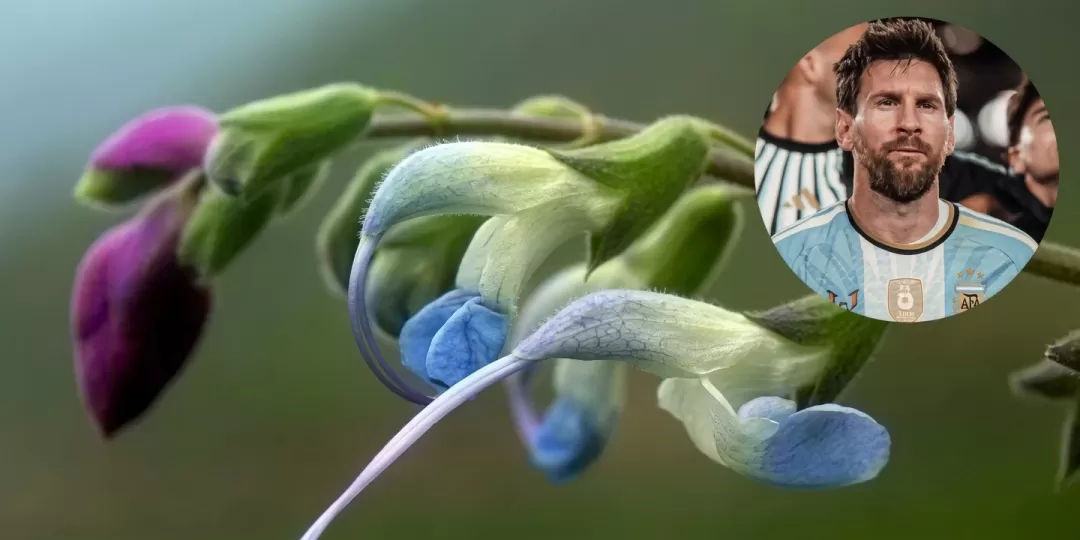 Salvia messii: descubrieron una nueva flor en los Andes peruanos que homenajear&aacute;  Lionel Messi