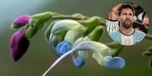 Salvia messii: descubrieron una nueva flor en los Andes peruanos que homenajear&aacute;  Lionel Messi