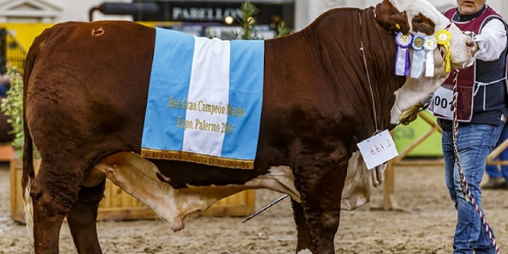 De Rossi, el ternero Angus que nació en la Expo Rural 2019