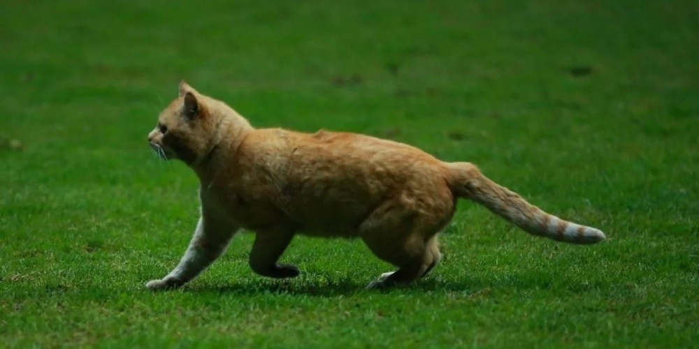 El divertido cruce en redes sociales entre el Toluca y el Bayern Múnich por el “fichaje” de un gato