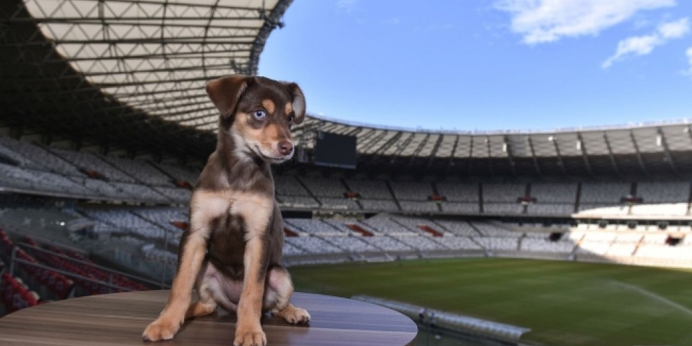 El Mineirao acoje a Ginga para promocionar su nueva &aacute;rea de mascotas y la adopci&oacute;n responsable