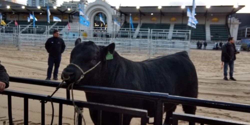 Mbappé, el nombre con el que fue bautizado el primer toro de la Exposición Rural