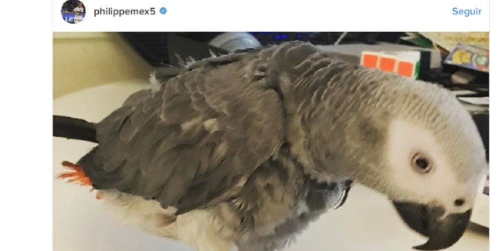 El curioso pedido de un ex futbolista para encontrar a su papagallo