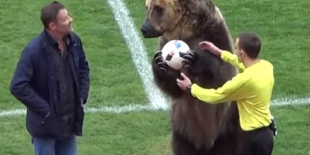 Un oso dentro de una cancha, ¿una prueba piloto para Rusia 2018?
