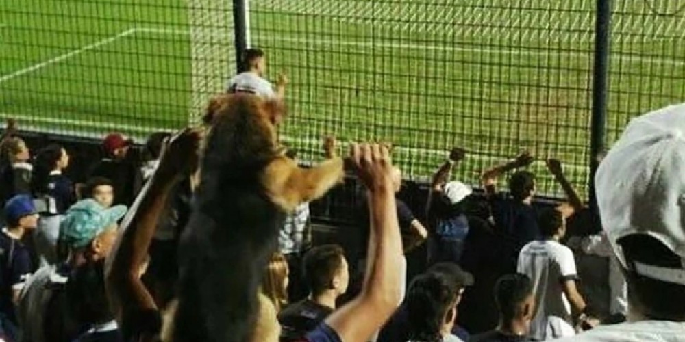 El &ldquo;perro barra&rdquo; de Quilmes que ya es furor en redes sociales
