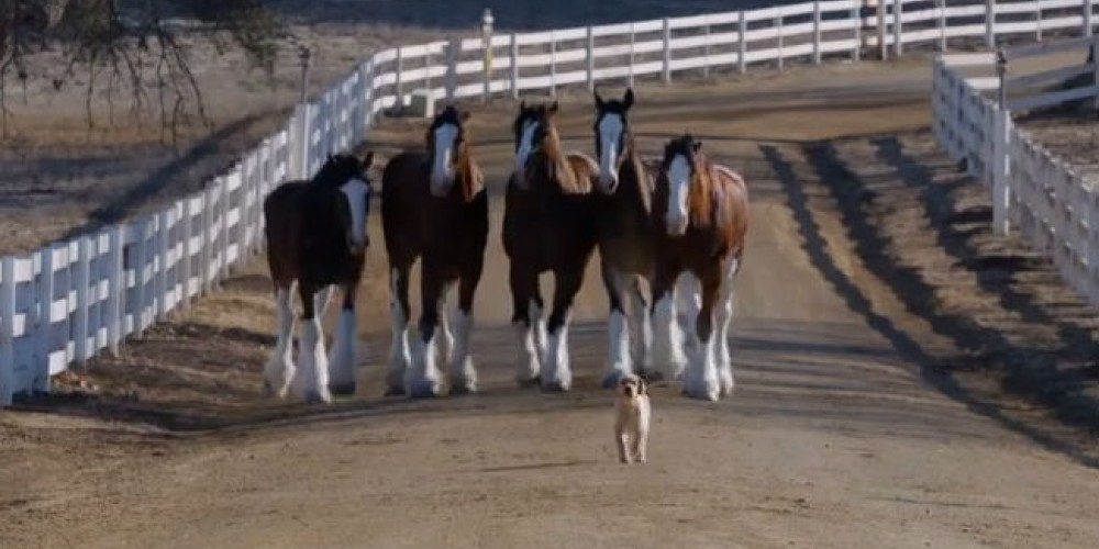 Budweiser y una nueva historia de amor para el Super Bowl