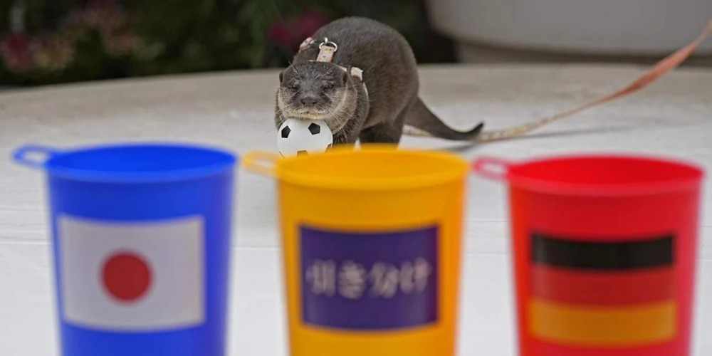 &iquest;Qui&eacute;n es Taiyo, el animal que predijo el batacazo de Jap&oacute;n ante Alemania?