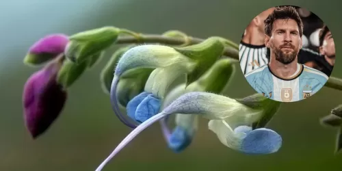 Salvia messii: descubrieron una nueva flor en los Andes peruanos que homenajear&aacute;  Lionel Messi