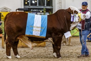 De Rossi, el ternero Angus que naci&oacute; en la Expo Rural 2019