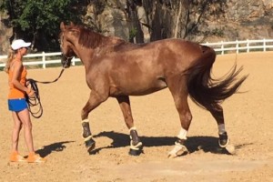 Una jineta abandon&oacute; los Juegos Ol&iacute;mpicos para cuidar a su caballo