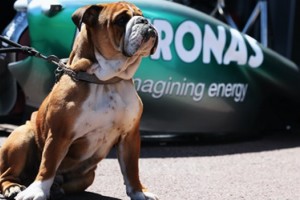 La mascota de Hamilton que gana más que algunos pilotos de Fórmula 1