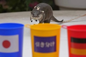 ¿Quién es Taiyo, el animal que predijo el batacazo de Japón ante Alemania?