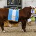 De Rossi, el ternero Angus que naci&oacute; en la Expo Rural 2019
