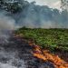 El f&uacute;tbol acompa&ntilde;a la cat&aacute;strofe del Amazonas 