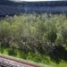 Plantaron un bosque en su estadio por una campa&ntilde;a y ahora no pueden jugar de local