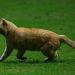 El divertido cruce en redes sociales entre el Toluca y el Bayern M&uacute;nich por el &ldquo;fichaje&rdquo; de un gato