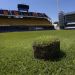 Boca vende el pasto de La Bombonera a 200 pesos por maceta