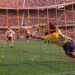 &iquest;C&oacute;mo le fue a Boca y a River cada vez que tuvieron que definir por penales un t&iacute;tulo internacional?
