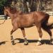 Una jineta abandon&oacute; los Juegos Ol&iacute;mpicos para cuidar a su caballo