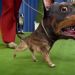 Audi crea el "Doberhuahua" para el Super Bowl