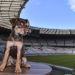 El Mineirao acoje a Ginga para promocionar su nueva &aacute;rea de mascotas y la adopci&oacute;n responsable