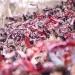 Ins&oacute;lito: el motivo por el que el Rayo Vallecano debe cambiar las dimensiones de su estadio