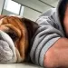 &iquest;Cu&aacute;ntos euros genera el perro de Lewis Hamilton por d&iacute;a?