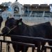 Mbapp&eacute;, el nombre con el que fue bautizado el primer toro de la Exposici&oacute;n Rural