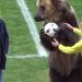 Un oso dentro de una cancha, &iquest;una prueba piloto para Rusia 2018?