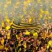 Pe&ntilde;arol Originals: la lista de reproducci&oacute;n de Spotify que homenajea al campe&oacute;n