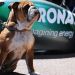 La mascota de Hamilton que gana m&aacute;s que algunos pilotos de F&oacute;rmula 1