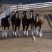 ​Budweiser y una nueva historia de amor para el Super Bowl