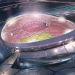 Comenz&oacute; a construirse el estadio para la final del Mundial de Qatar 2022