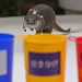 &iquest;Qui&eacute;n es Taiyo, el animal que predijo el batacazo de Jap&oacute;n ante Alemania?