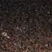 River sac&oacute; a la venta las entradas para la Libertadores: &iquest;cu&aacute;nto valen?