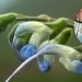 Salvia messii: descubrieron una nueva flor en los Andes peruanos que homenajeará  Lionel Messi